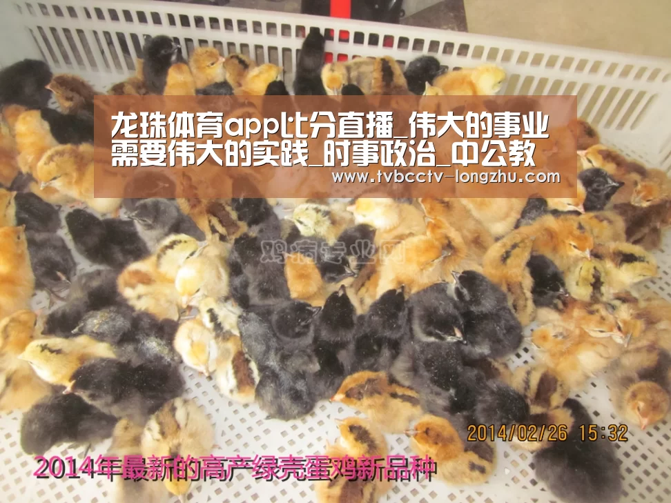  足球直播